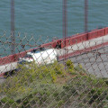 Auf der Golden Gate Bridge